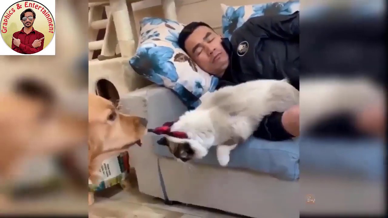 Funny Dog Video ♥ #1 