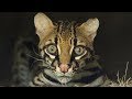 Rare Ocelot Encounter In 360!!