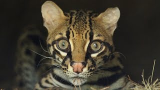 Rare Ocelot Encounter In 360!!