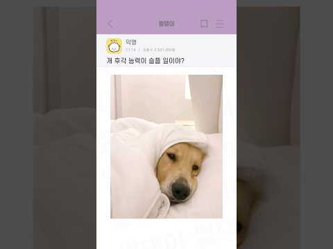개 후각 능력이 슬플 일이야? thumbnail