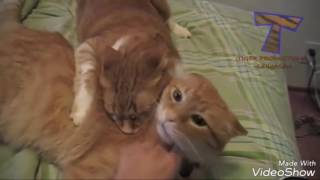 funny cat machine gun & jealous cat COMPILATION