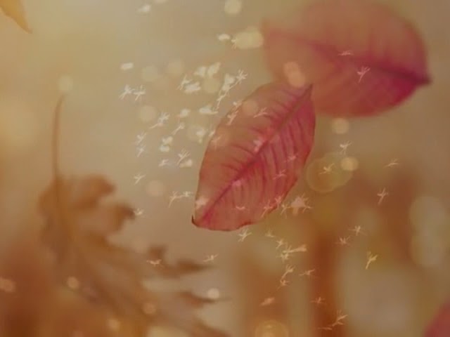 Imagen 4 de servicio