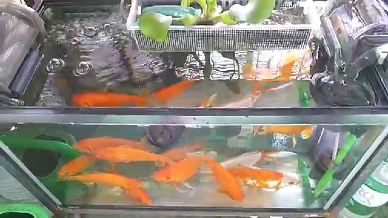 長生き金魚60センチ水槽 昼 Youtube