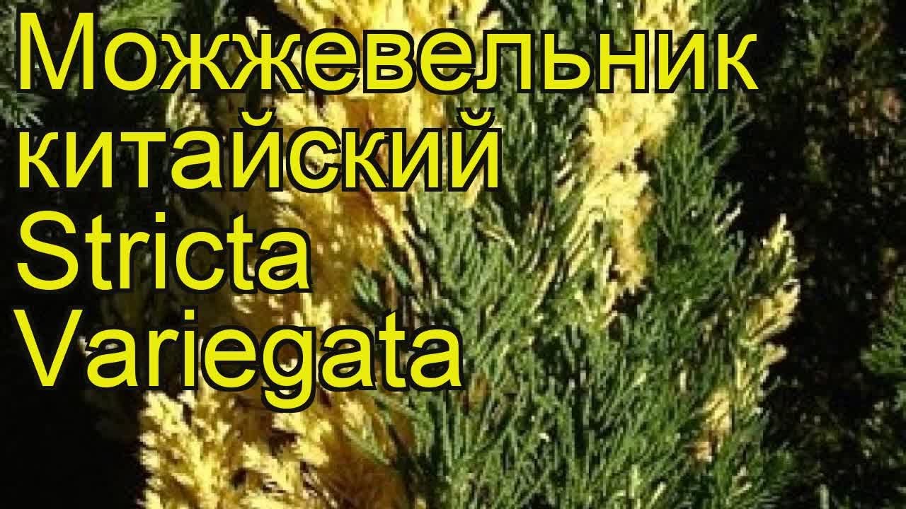 Можжевельник китайский Стрикта Вариегата. Краткий обзор juniperus chinensis Stricta Variegata