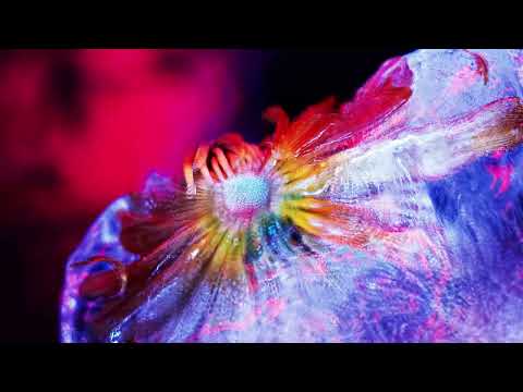 Tinlicker - Cold Enough For Snow Remixed (Visualiser)