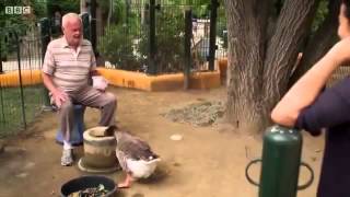 animal odd couples Full documentary 2013