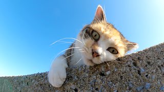 三毛猫がコンクリートの角で頬っぺたをゴシゴシする