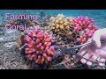 Coral Farming Workshop in the Solomon Islands