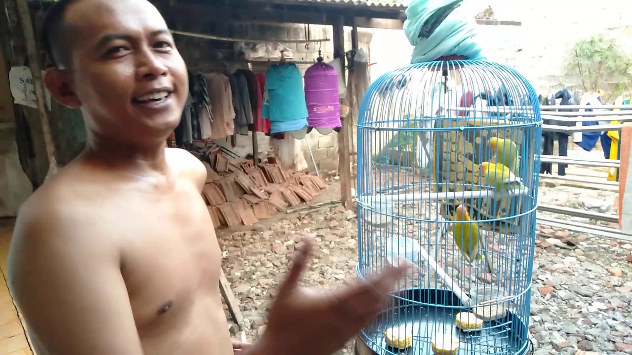 Cara Berternak burung Yang Sangat Pemula 