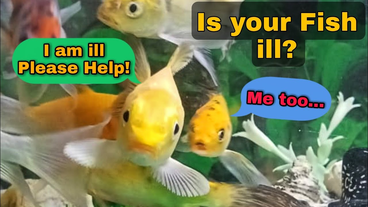 New Fish Not Eating Food Problem Solved Meri fish khana kyu nai kha