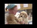 What is the Guide Dog Foundation?