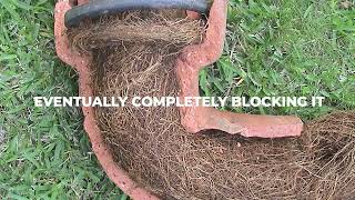 Tree Roots in Drain Pipe?