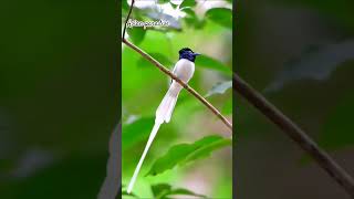 Download Lagu Asian paradise seriwang talipocong very nice shape and sound #birdsounds #birdsong  #birds MP3