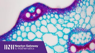 Prof. Fred MacKintosh | Soft Biopolymer and Filamentous Protein Networks screenshot 4