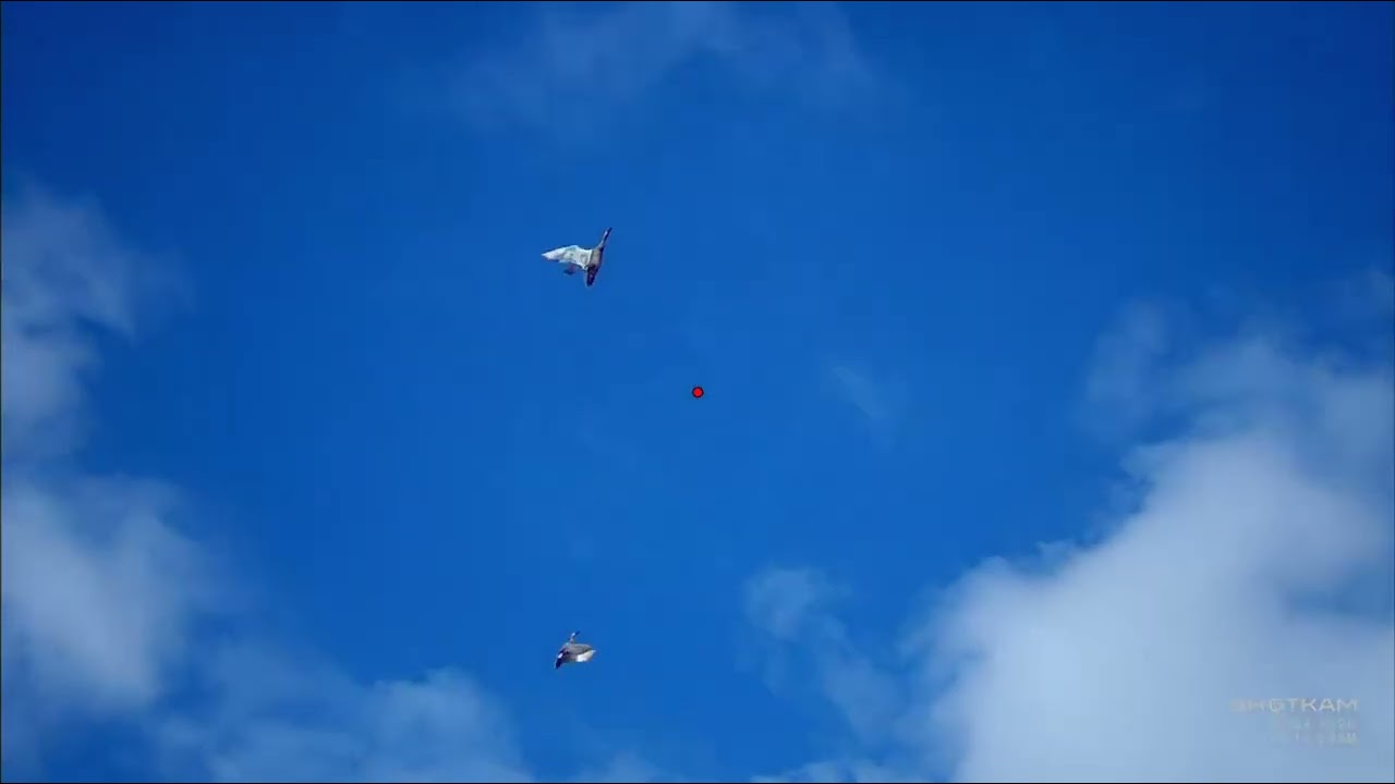 Shotkam Clips Duck Hunting 2025-2026 