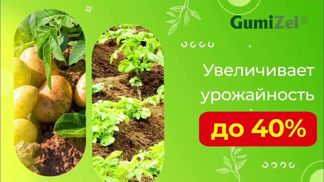 Удобрение GumiZel для картофеля, заменяет все удобрения, для сада и ...