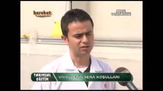 Serada Sebzecilik - Marul yetiştiriciliği - 1. Bölüm