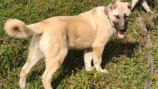 Kobra Çok Mu Hantal - Türk Kangal Anadolu Çoban Köpeği̇ Yavrulari