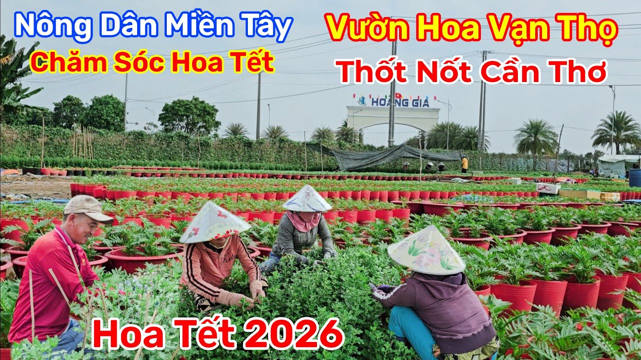 Hoa Tết 2026 Vườn Hoa Vạn Thọ Thốt Nốt Cần Thơ 17/11 Âm Lịch 