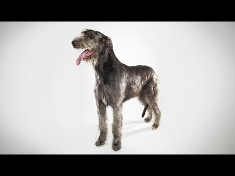 Vídeo: Como Comprar Um Filhote De Cachorro Wolfhound Irlandês