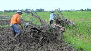 Rice Seedlings Beds Preparation Tilling Process With Hand Tiller Tractors
