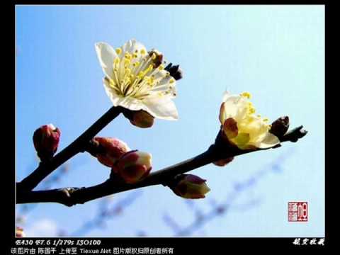 山丹丹花开红艳艳