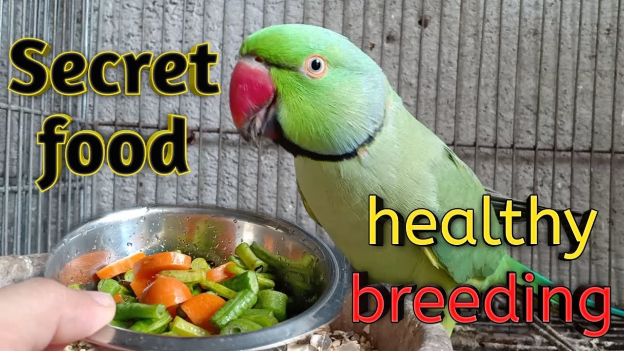Secret food for birds healthy breeding (part 2) YouTube