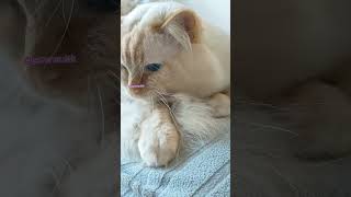 Provoking A Cat Licking Its Fur My Cat Poncik