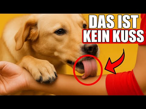 Wenn dein Hund dich ABLECKT, DAS BEDEUTET ES!