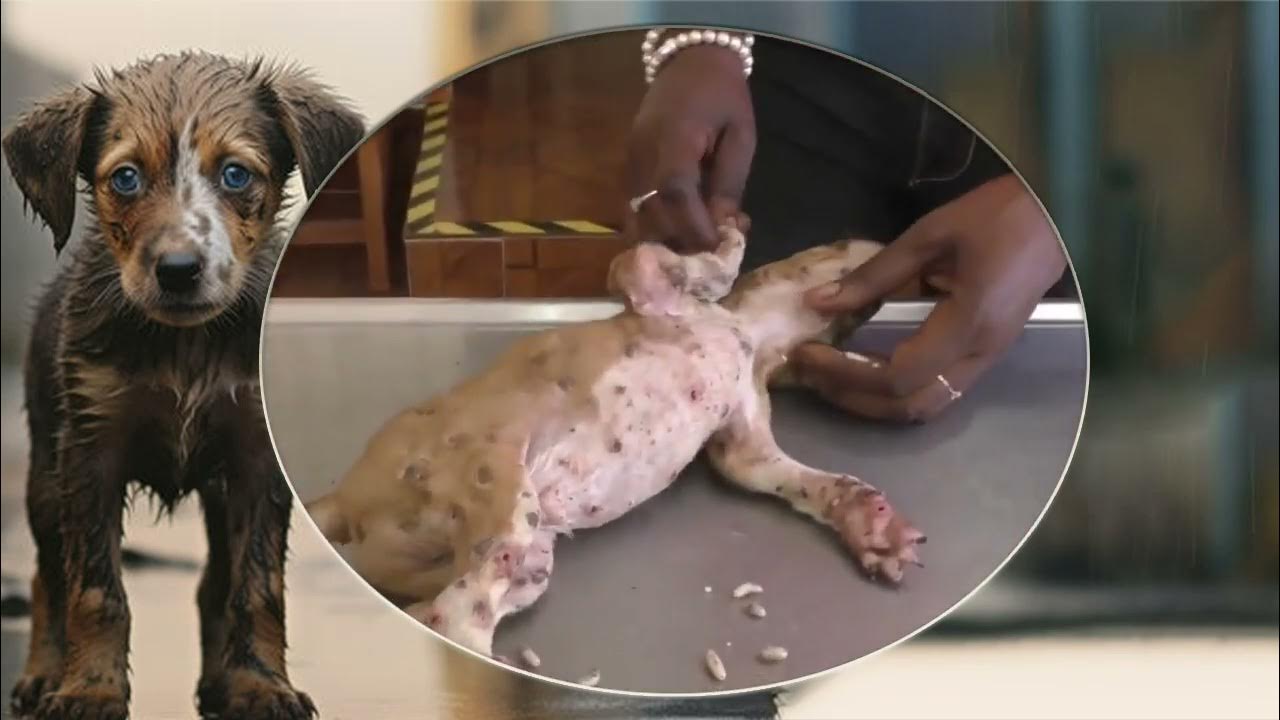 Unbelievable Mango Worm Removal Extreme Dog Parasite Extraction