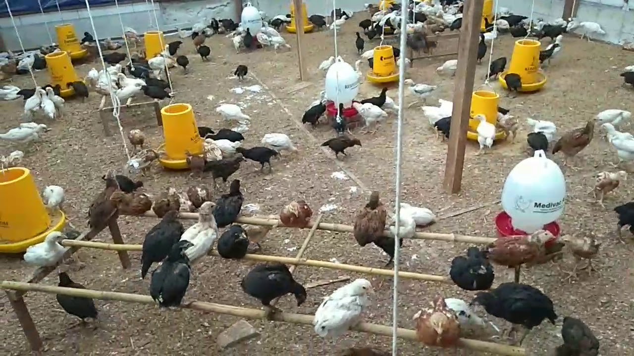 KRITERIA TEPAT KANDANG  PEMBESARAN AYAM JOPER  SANGAT 