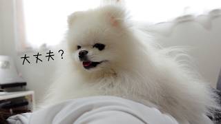 寝込んでしまった飼い主を心配する優しいポメラニアン