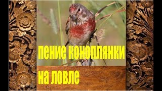 ПЕНИЕ КОНОПЛЯНКИ РЕПОЛОВА(Acanthis [Carduelis] cannabina)