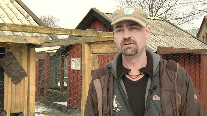 Hold høns på Bredekærgård - TV-Ishøj