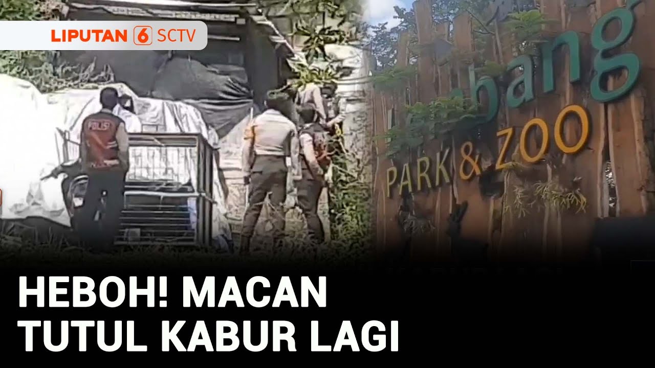 Macan Tutul Kabur Belum Ditemukan, Lembang Park and Zoo Ditutup Sementara | Liputan 6
