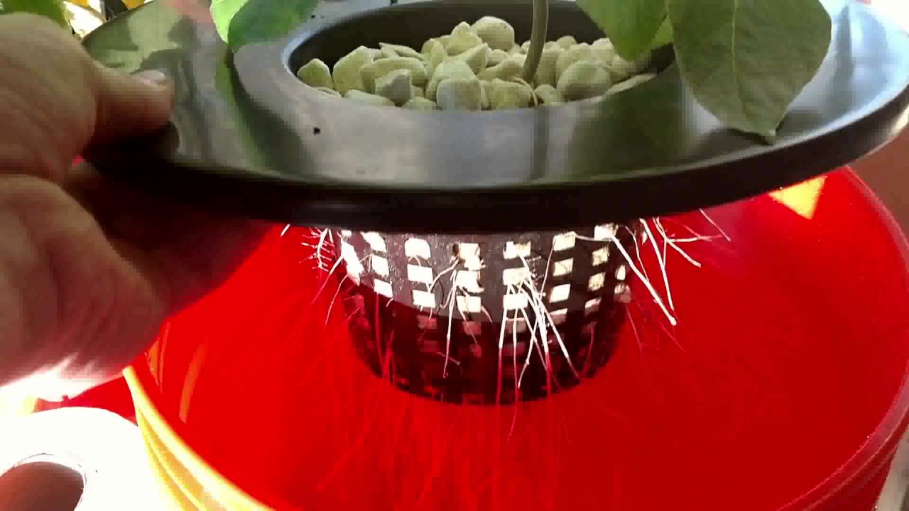 Tripzero Does Fogponics 5 - Rebound