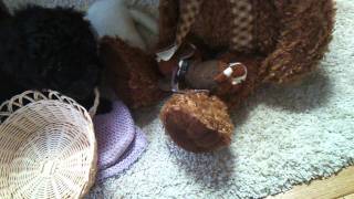 あぐの動画 20111219-7