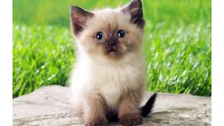 Super cute little kitty Cat wishes you a FUNNY & GREAT Happy Birthday! screenshot 3