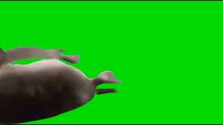 seal green screen effect