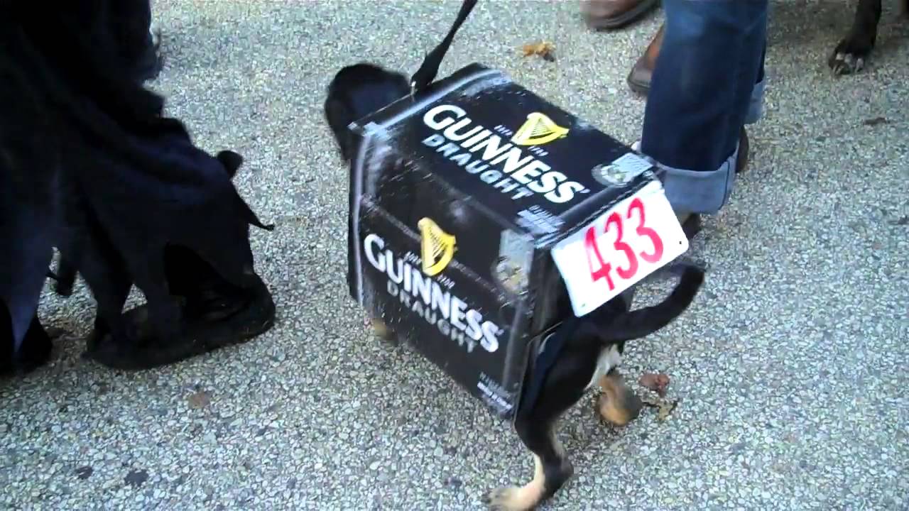 Chicago Botantic Garden Spooky Pooch Parade