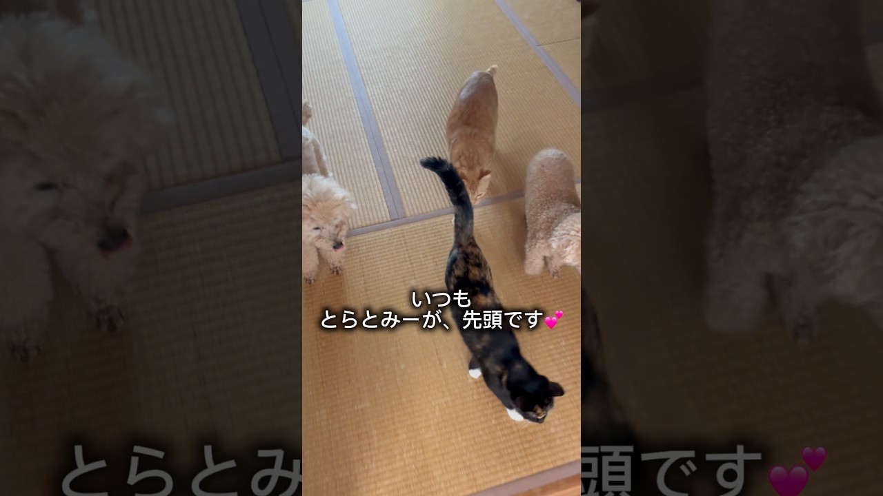 今日も元気に、日向ぼっこに出勤です💕 #保護猫 #cat #トイプードル #犬と猫 #ねこ