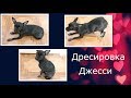 ДРЕСИРОВКА СОБАКИ!! КАКИЕ КОМАНДЫ ЗНАЕТ ДЖЕССИ!??!