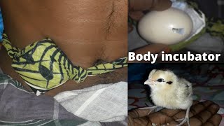 Инкубация куриного яйца своим телом