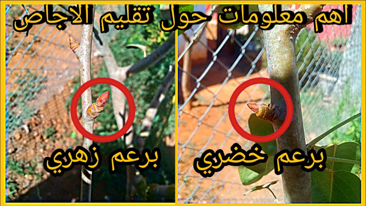 معلومات مهمة يجب معرفتها قبل ان تفكر في تقليم اشجار الاجاص والتفاح