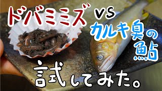 うなぎ釣り GW後半【外道祭】カルキ臭漂う鮎 vs ドバミミズ