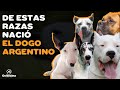 RAZAS UTILIZADAS PARA CREAR AL DOGO ARGENTINO