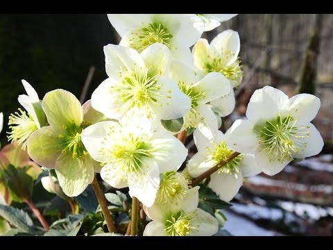 Video: Kaukasische Nieswurz (35 Fotos): Beschreibung. Wo Wächst Das Gras Und Wie Kann Man Es Selbst Anbauen? Blumen Pflanzen Und Pflegen