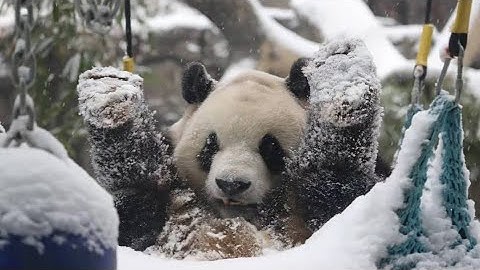 First Snow in Beijing 😍🐼~Panda PangDahai |Panda Playmood | Panda HappyLand #shorts