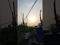 Morning View from My Terrace Garden 🌿☀️ , मेरी छत के गार्डन की सुबह 🌿☀️ #cbse #shorts #viral