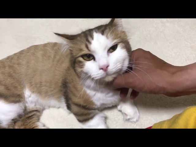 花火の音が怖くて足元をウロウロする猫